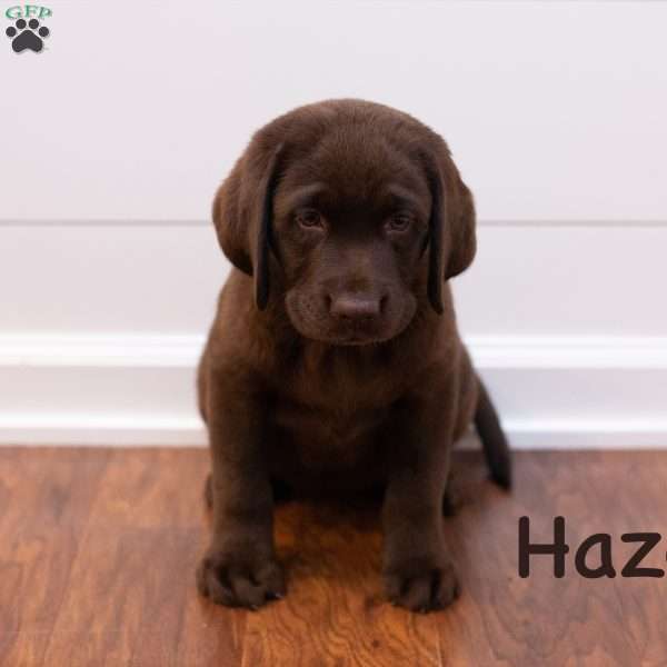 Hazel, Chocolate Labrador Retriever Puppy